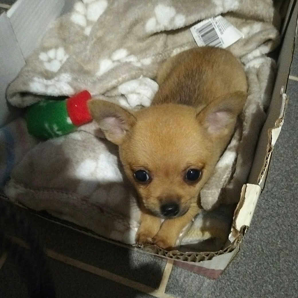 Caramelle a rejoint le concours — aidez-le/la à gagner de superbes lots ! puppy, dog, small_dog, brown_fur, animal, pet, cute, portrait, sitting, lying_down, cardboard_box, blanket, paw_prints, toy, indoor, floor, tile, cozy, looking_at_camera, home