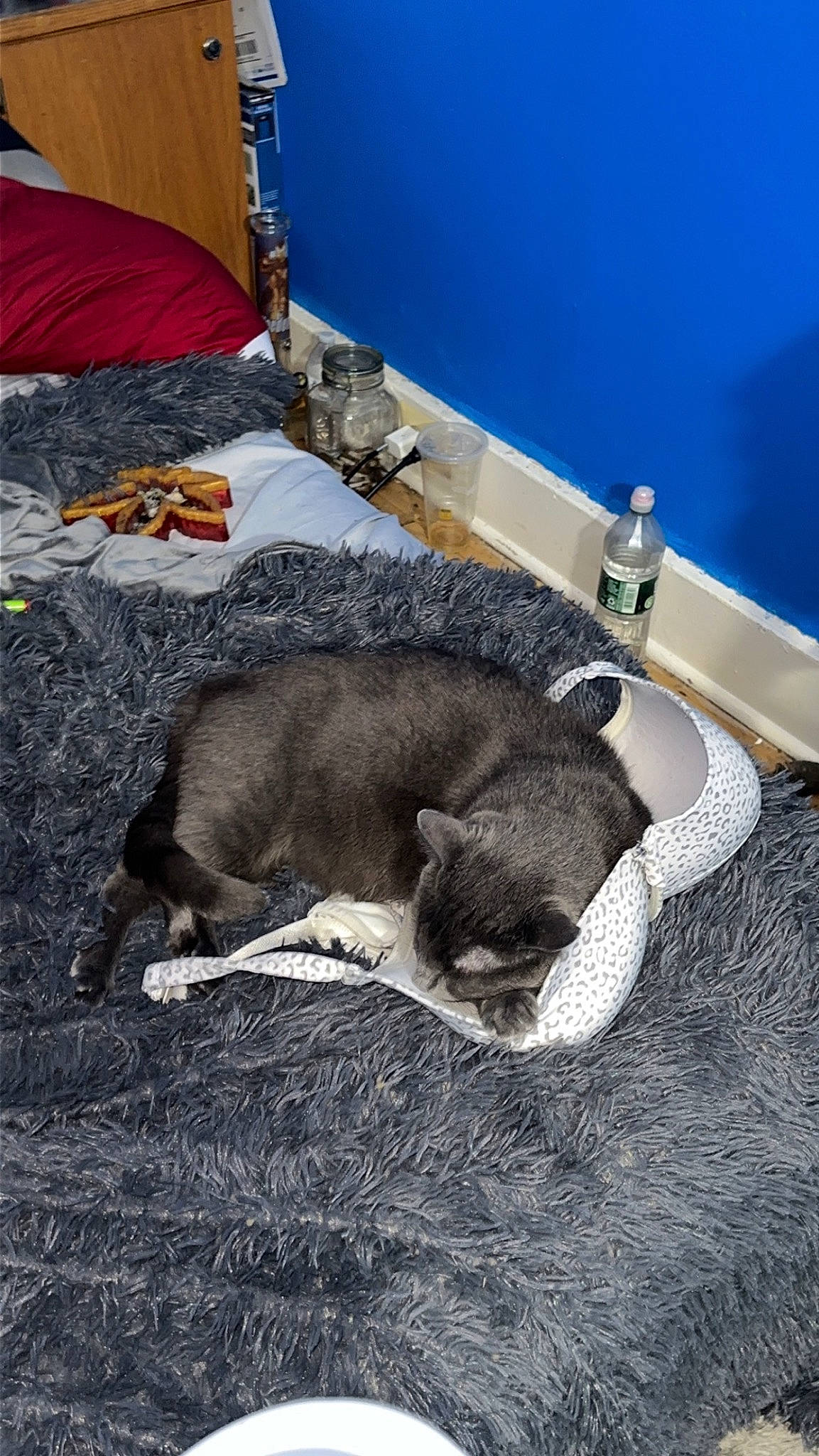 Smokey is registered to the contest to win money with this photo: bottle, canidae, carnivore, comfort, companion_dog, dog, dog_breed, domestic_short_haired_cat, fawn, felidae, fur, guard_dog, linens, nap, sink, small_to_medium_sized_cats, sporting_group, tail, tap, terrestrial_animal