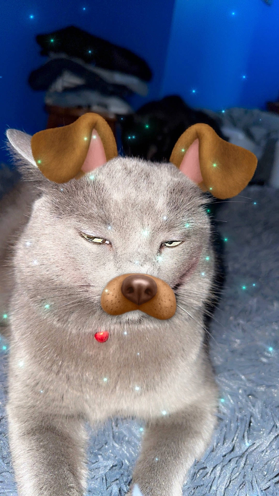 Smokey is registered to the contest to win money with this photo: art, blue, canidae, carnivore, dog_breed, fawn, felidae, fur, grey, koala, paw, small_to_medium_sized_cats, snout, suidae, terrestrial_animal, whiskers