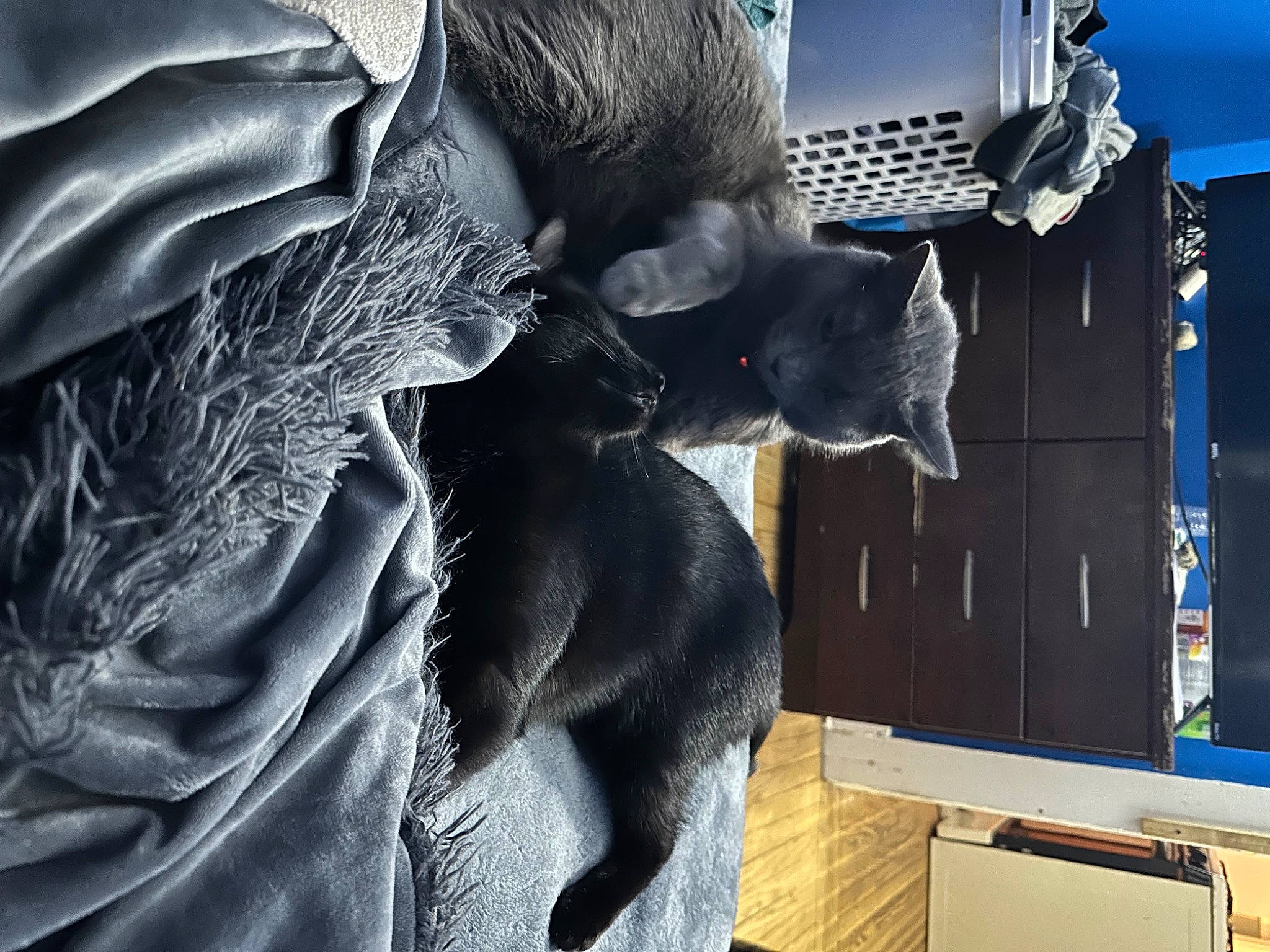 Smokey joined the competition — help win amazing prizes! art, cg_artwork, electric_blue, felidae, fur, machine, monument, sculpture, statue, tail, television, tree, visual_arts, whiskers, wing