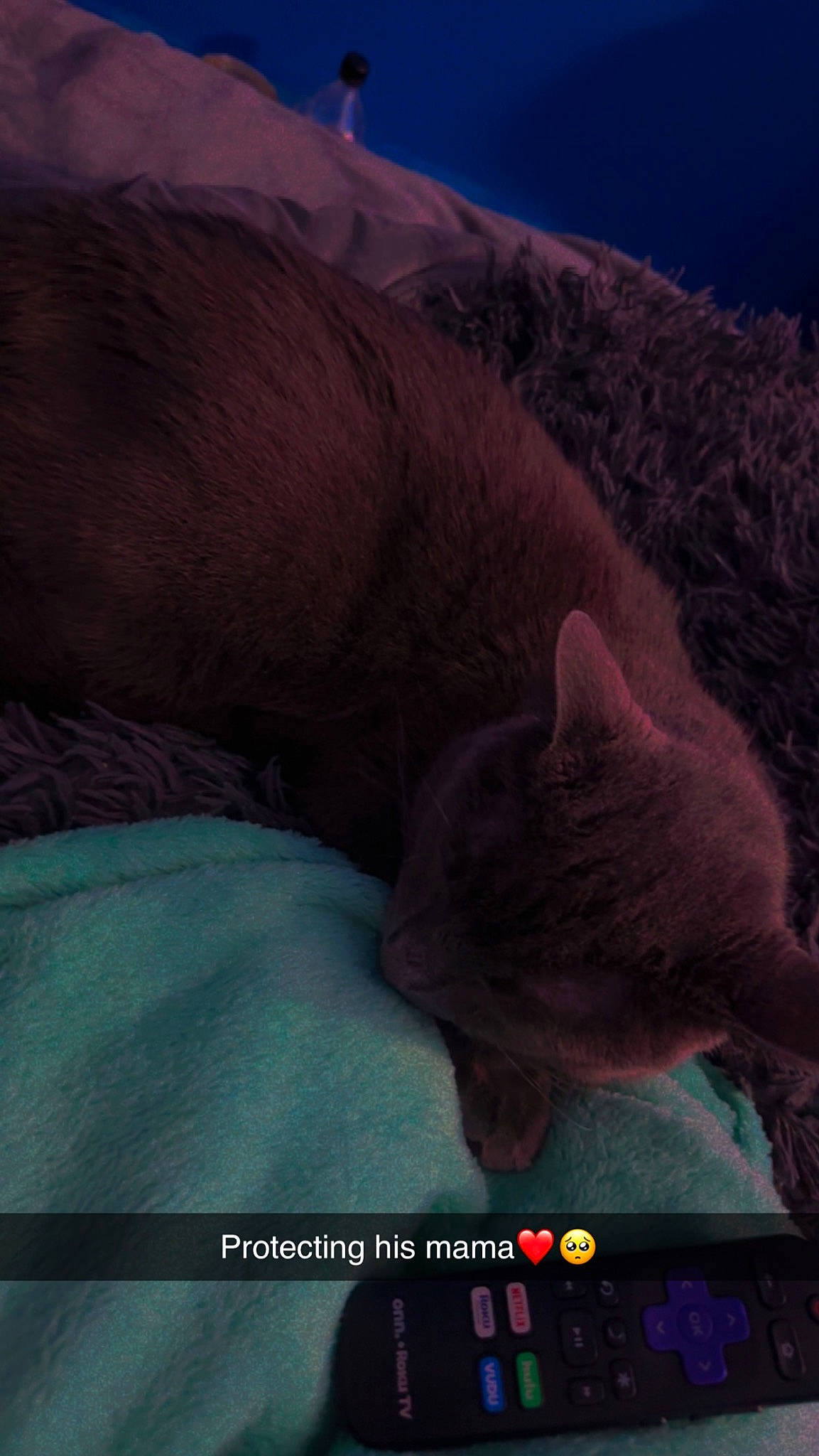 Smokey joined the competition — help win amazing prizes! canidae, carnivore, cat, comfort, darkness, domestic_short_haired_cat, fawn, felidae, fur, landscape, mountain, nap, paw, photo_caption, sand, small_to_medium_sized_cats, snout, tail, whiskers, wildlife