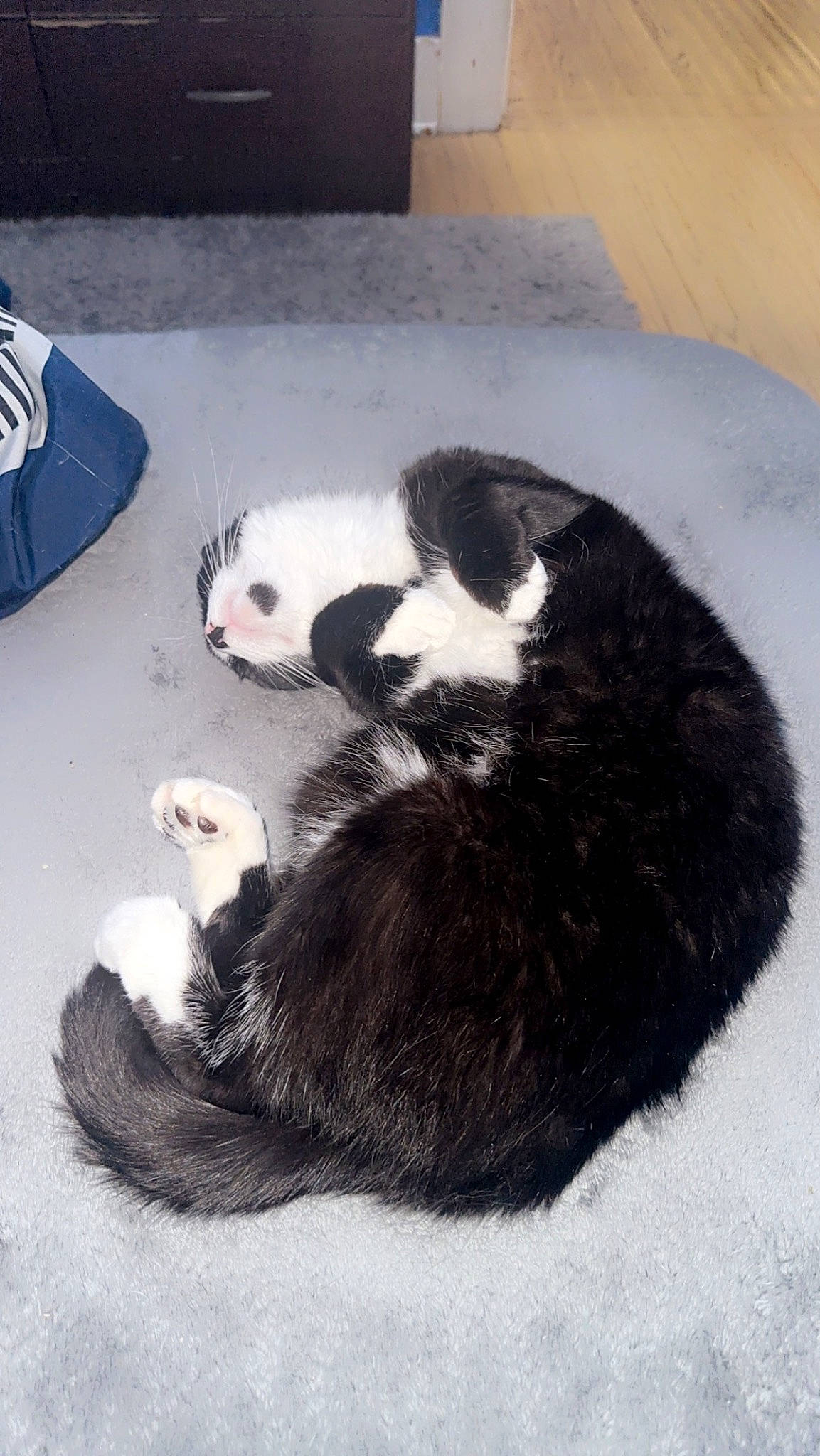 Gemma joined the competition — help win amazing prizes! carnivore, cat_supply, claw, comfort, dog_breed, felidae, foot, fur, panda, paw, small_to_medium_sized_cats, tail, terrestrial_animal, whiskers