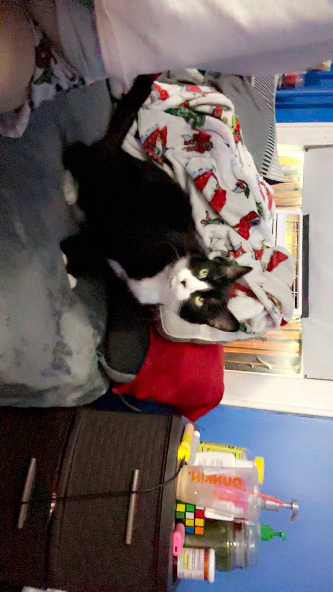 Gemma is registered to the contest to win money with this photo: box, carmine, carnivore, cat, companion_dog, felidae, fur, pattern, room, shelf, shelving, small_to_medium_sized_cats, tail, tree, visual_arts, whiskers