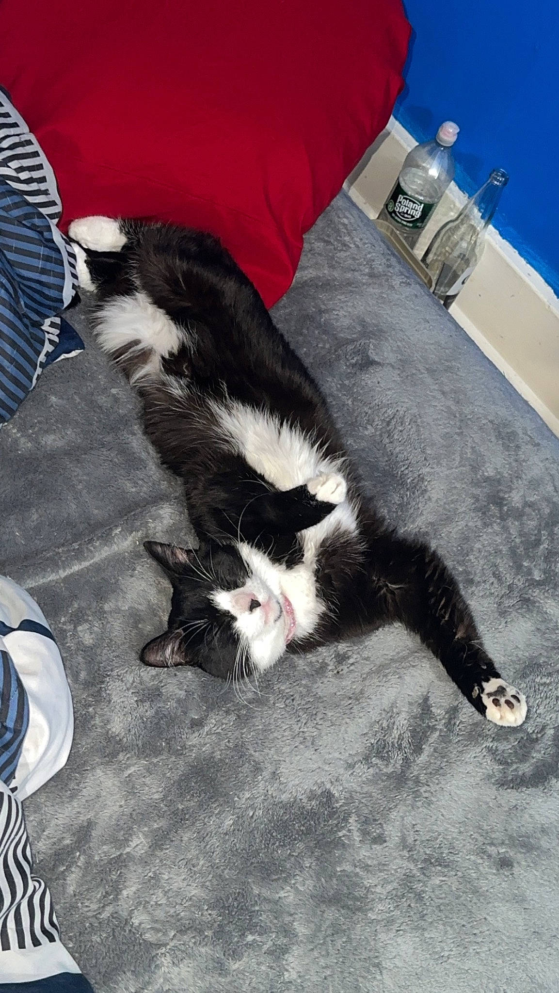 Gemma joined the competition — help win amazing prizes! blue, bottle, carnivore, cat, claw, comfort, dog_breed, domestic_short_haired_cat, drinking_water, felidae, flooring, fur, human_leg, lap, mechanical_fan, small_to_medium_sized_cats, tail, water, water_bottle, whiskers