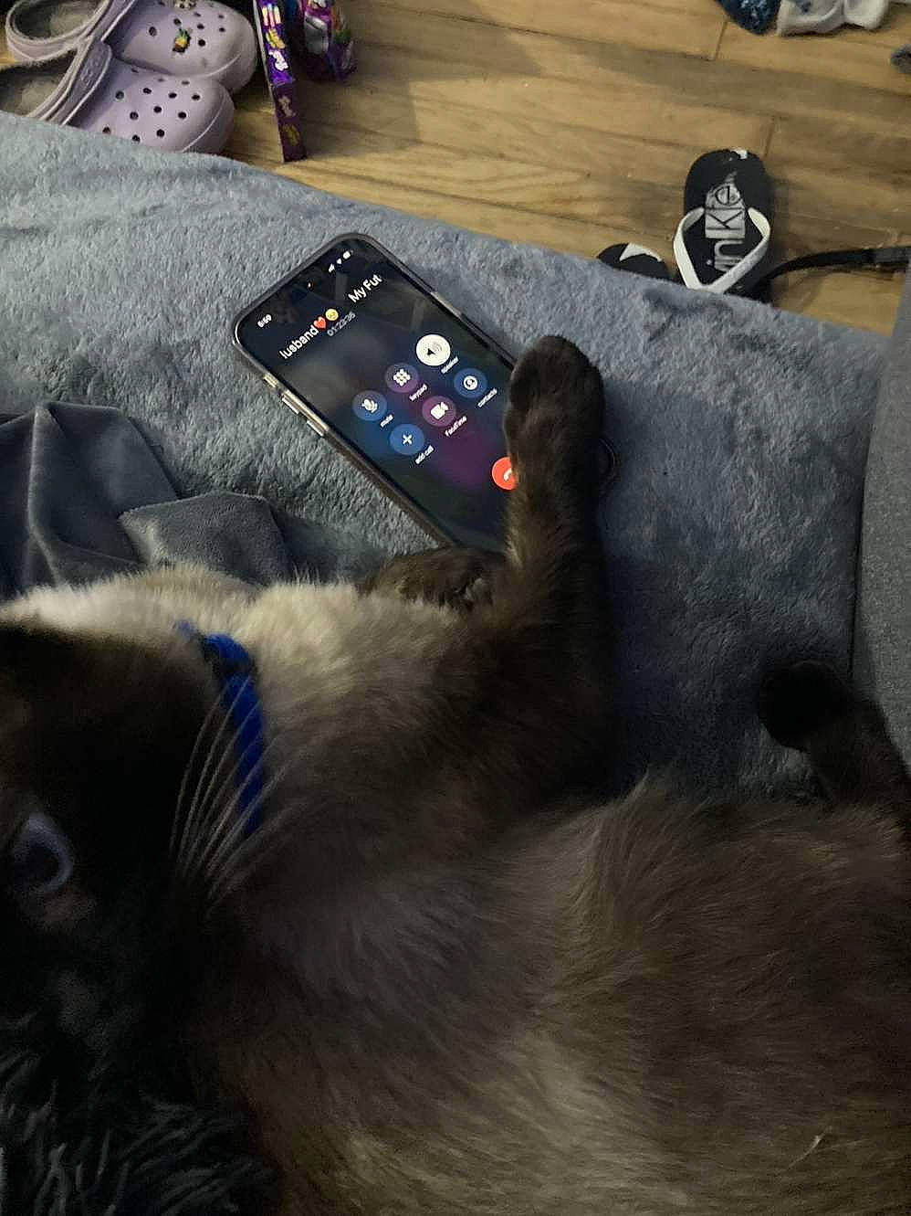 Cowboy is registered to the contest to win money with this photo: audio_equipment, canidae, carnivore, cat, comfort, communication_device, dog_breed, electric_blue, fawn, felidae, flooring, fur, gadget, grey, mobile_device, mobile_phone, portable_communications_device, tail, telephony, whiskers