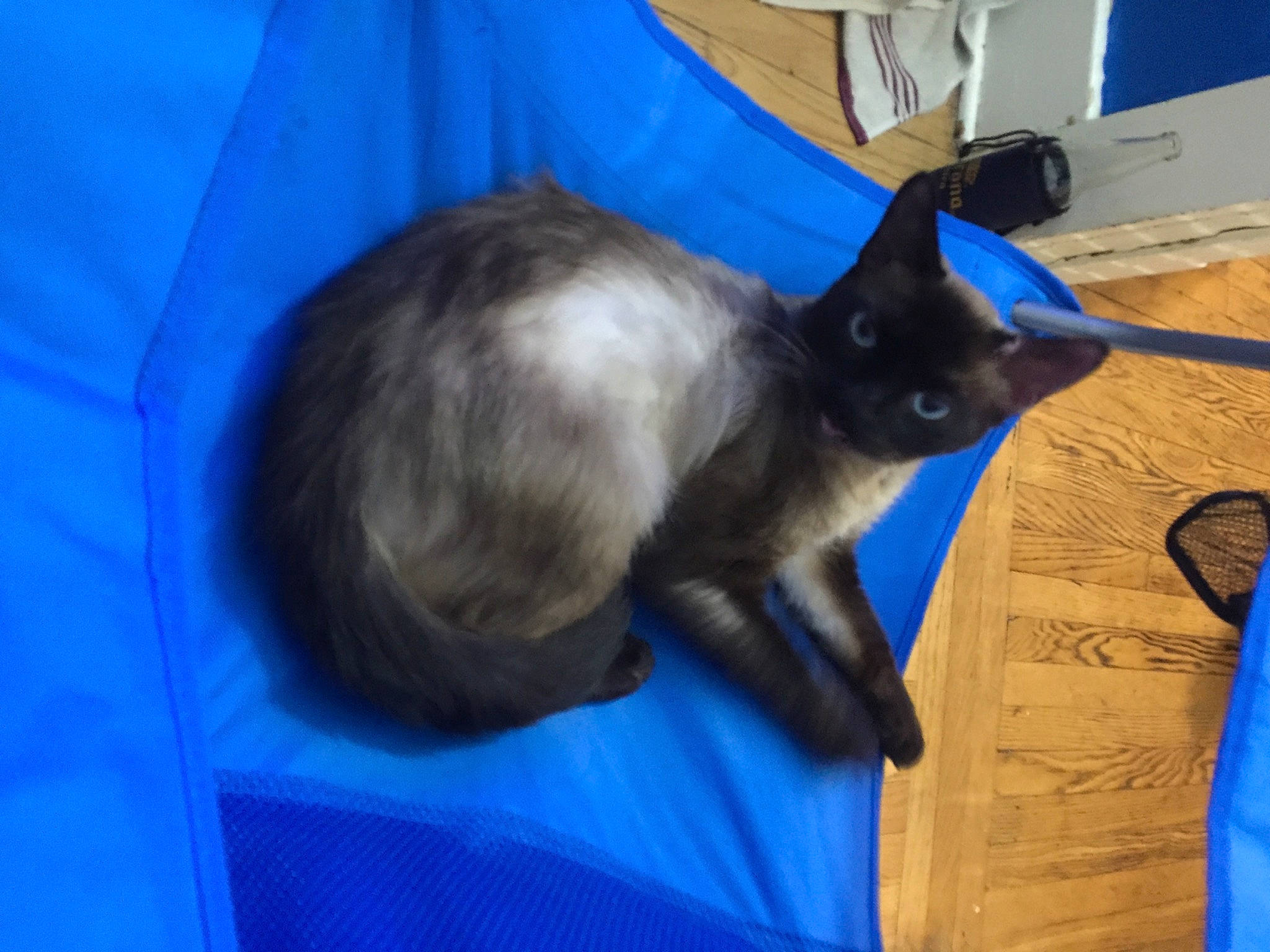 Cowboy joined the competition — help win amazing prizes! balinese, black_cat, blue, box, carnivore, cat, comfort, computer_keyboard, domestic_short_haired_cat, electric_blue, felidae, fur, peripheral, siamese, small_to_medium_sized_cats, snout, tail, thai, tonkinese, whiskers