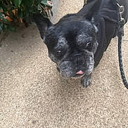 Maillky a rejoint le concours — aidez-le/la à gagner de superbes lots ! dog, french_bulldog, black_dog, pet, leash, harness, sidewalk, outdoor, animal, close_up, tongue_out, walking, pavement, canine, cute, small_dog, urban, gray_fur, friendly, companion