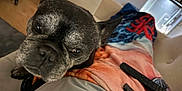 Maillky participe au concours pour gagner de l'argent avec cette photo : dog, french_bulldog, close_up, indoor, blanket, remote_control, chair, pet, canine, curious, resting, cozy, animal, companion, black, gray, fur, looking_up, domestic, home