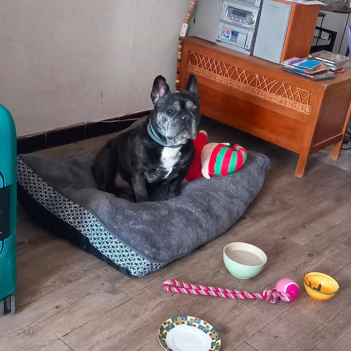 Maillky a rejoint le concours — aidez-le/la à gagner de superbes lots ! animal, black_dog, bowl, collar, cozy, decor, dog, floor, home, indoor, lamp, living_room, painting, pet_bed, potted_plant, radio, resting, toy, wooden_floor, wooden_furniture