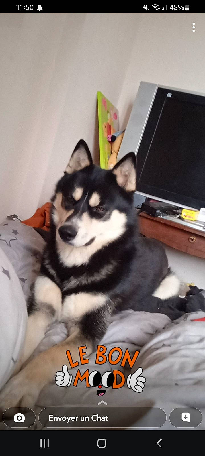 Swenn a rejoint le concours — aidez-le/la à gagner de superbes lots ! box, canidae, canis, carnivore, companion_dog, dog, dog_breed, fur, non_sporting_group, siberian_husky, sled_dog, sporting_group, working_animal, working_dog