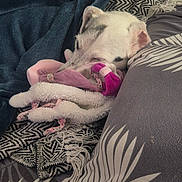 Goucci a rejoint le concours — aidez-le/la à gagner de superbes lots ! dog, blanket, stuffed_toy, pillow, patterned_blanket, resting, sleeping, cozy, soft_toys, white_dog, indoor, pet, home, comfort, fabric, animal, relaxing, fur, snuggle, cushion