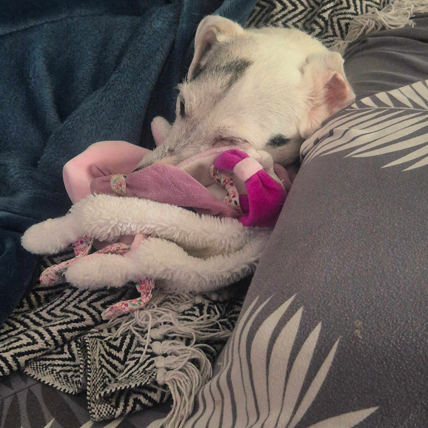 Goucci a rejoint le concours — aidez-le/la à gagner de superbes lots ! animal, blanket, comfort, cozy, cushion, dog, fabric, fur, home, indoor, patterned_blanket, pet, pillow, relaxing, resting, sleeping, snuggle, soft_toys, stuffed_toy, white_dog