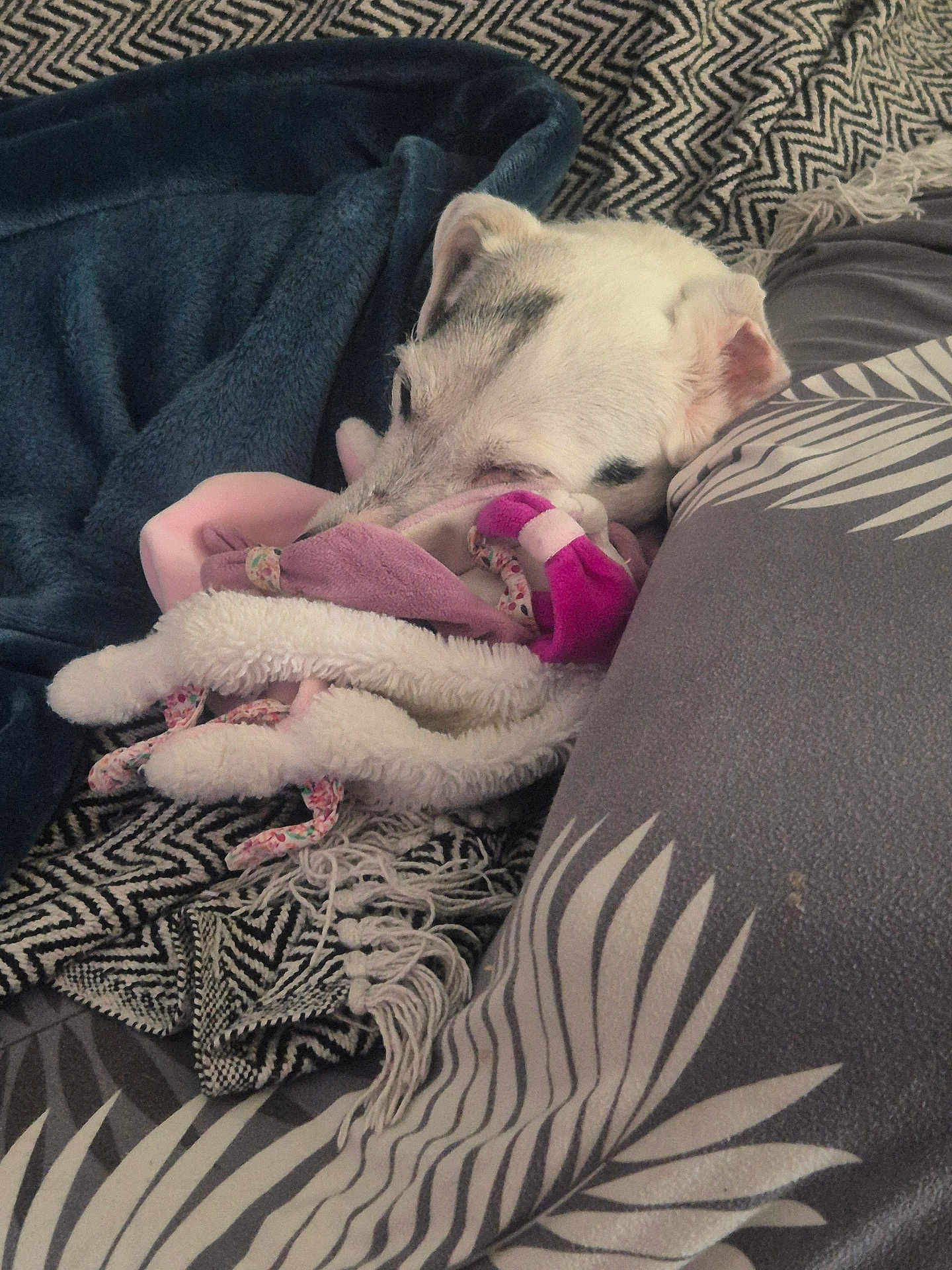 Goucci a rejoint le concours — aidez-le/la à gagner de superbes lots ! dog, blanket, stuffed_toy, pillow, patterned_blanket, resting, sleeping, cozy, soft_toys, white_dog, indoor, pet, home, comfort, fabric, animal, relaxing, fur, snuggle, cushion