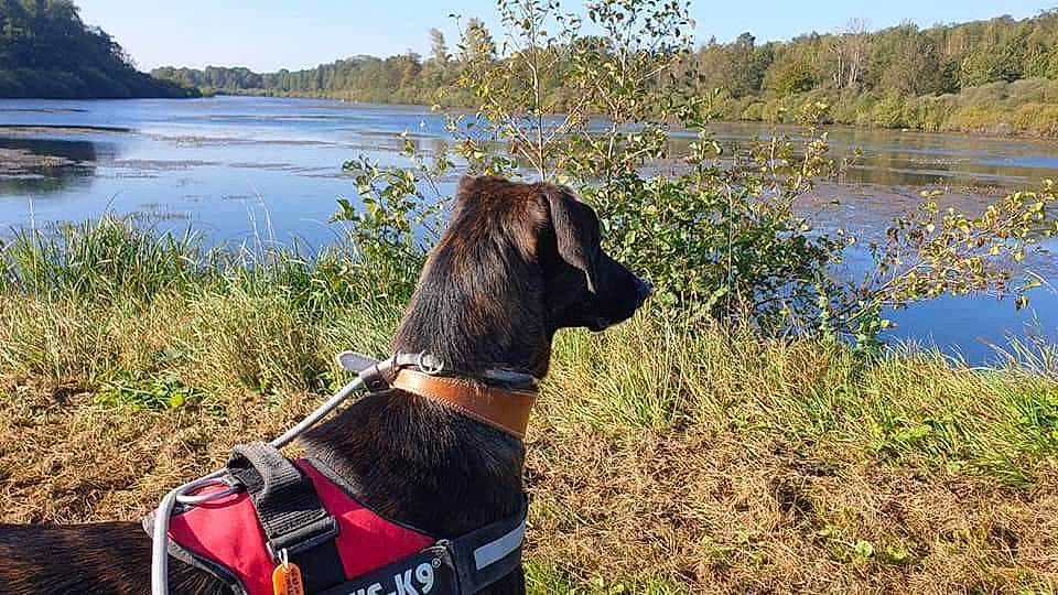 Samy a rejoint le concours — aidez-le/la à gagner de superbes lots ! carnivore, collar, companion_dog, dog, dog_breed, dog_collar, fawn, grass, lacustrine_plain, lake, landscape, liver, natural_landscape, personal_protective_equipment, plant, sky, sporting_group, tree, water, working_animal