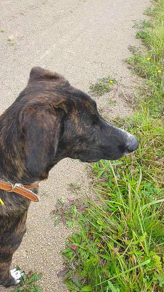 Samy participe au concours pour gagner de l'argent avec cette photo : borador, canidae, carnivore, collar, dog, dog_breed, dog_collar, dogo_sardesco, fur, grass, groundcover, leash, liver, plant, sporting_group, tail, terrestrial_animal, treeing_tennessee_brindle, working_animal, working_dog