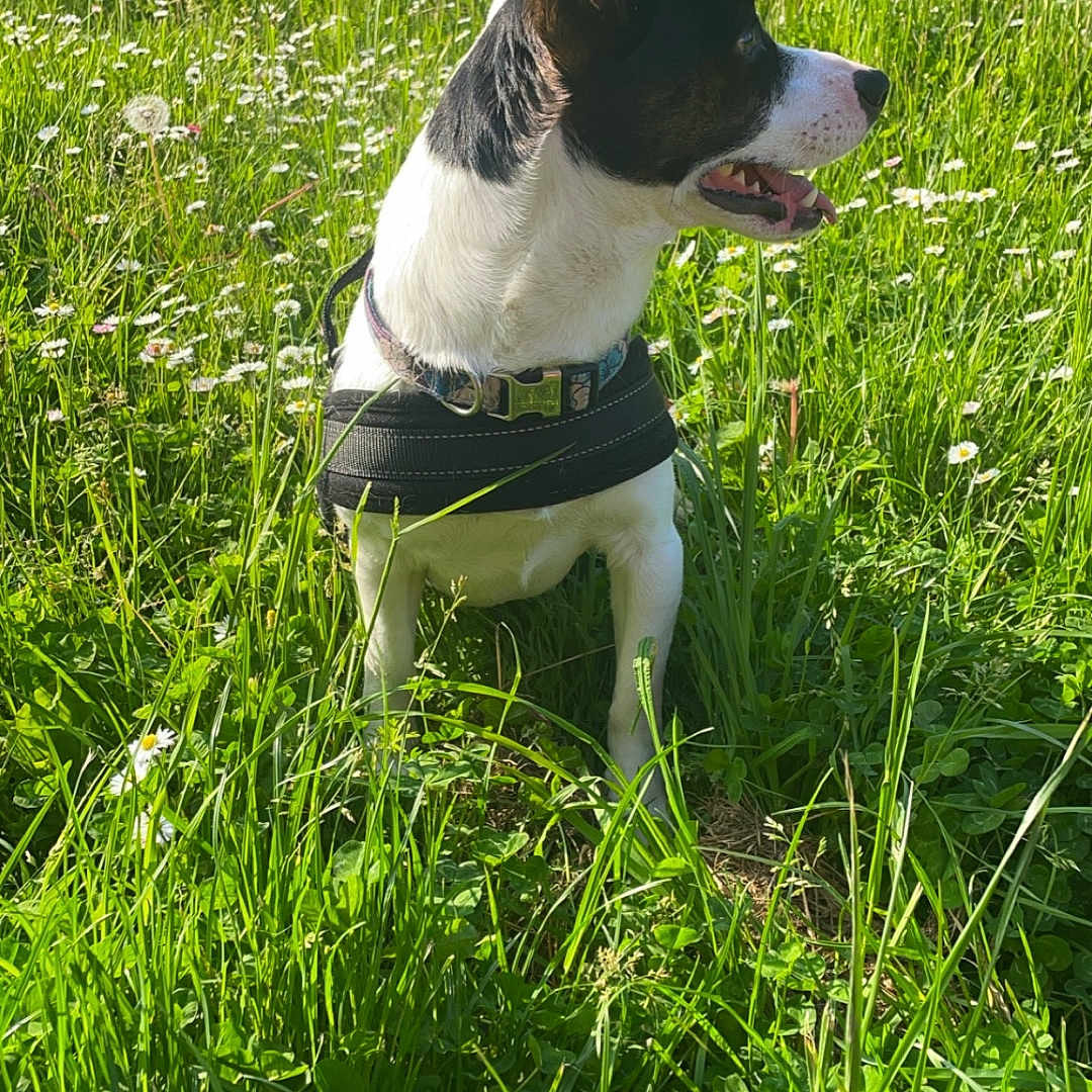 Eyko a rejoint le concours — aidez-le/la à gagner de superbes lots ! accessories, animal, canine, dog, field, flower, grass, grassland, green, herbal, herbs, hound, lawn, nature, outdoors, pet, plant, puppy, strap, vegetation