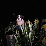 Eyko participe au concours pour gagner de l'argent avec cette photo : animal, bulldog, canine, cookware, cup, daffodil, daisy, dog, flower, flowerarrangement, flowerbouquet, leaf, nature, pet, petal, plant, pot, pottedplant, puppy, tin