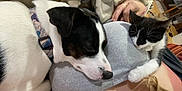 Eyko participe au concours pour gagner de l'argent avec cette photo : animal, bed, bedroom, blanket, bulldog, canine, cat, couch, cushion, dog, furniture, homedecor, hound, indoors, linen, person, pet, puppy, room, sleeping