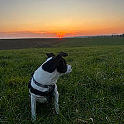 Eyko a rejoint le concours — aidez-le/la à gagner de superbes lots ! animal, canine, collar, colorful, dog, evening, field, grass, horizon, landscape, leash, nature, outdoor, peaceful, pet, scenery, sitting, sky, sun, sunset