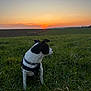 animal, canine, collar, colorful, dog, evening, field, grass, horizon, landscape, leash, nature, outdoor, peaceful, pet, scenery, sitting, sky, sun, sunset