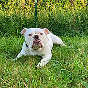 Tajine a rejoint le concours — aidez-le/la à gagner de superbes lots ! animal, bulldog, canine, cute, daylight, dog, ears, expression, fence, fur, grass, greenery, lying_down, muzzle, nature, outdoor, pet, portrait, summer, white_dog