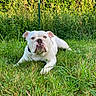 animal, bulldog, canine, cute, daylight, dog, ears, expression, fence, fur, grass, greenery, lying_down, muzzle, nature, outdoor, pet, portrait, summer, white_dog