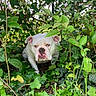 animal, bulldog, bushes, canine, closeup, curious, daylight, dog, expression, foliage, garden, grass, greenery, leaves, nature, outdoor, pet, plants, portrait, white_dog