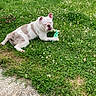 animal, bulldog, canine, cute, daylight, dog, flower, grass, greenery, lawn, laying_down, nature, outdoor, peaceful, pet, playful, relaxed, summer, toy, white_brown
