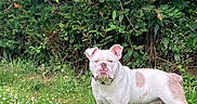 Tajine a rejoint le concours — aidez-le/la à gagner de superbes lots ! alert, animal, bulldog, bushes, canine, daylight, dog, flowers, fur, garden, grass, greenery, leafy, light_brown_spots, mammal, nature, outdoor, pet, standing, white_dog
