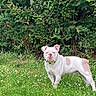alert, animal, bulldog, bushes, canine, daylight, dog, flowers, fur, garden, grass, greenery, leafy, light_brown_spots, mammal, nature, outdoor, pet, standing, white_dog