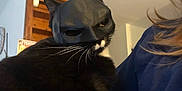 Lipsy participe au concours pour gagner de l'argent avec cette photo : animal, batman_mask, black_and_white, black_cat, cat, close_up, costume, expression, face_mask, feline, funny, fur, holding, home, indoor, mask, person, pet, superhero, whiskers