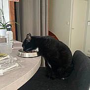 Lipsy participe au concours pour gagner de l'argent avec cette photo : cat, black_cat, chair, table, food_bowl, indoor, curtain, door, plant, spray_bottle, pet_food, furniture, domestic, household_items, sitting, eating, pet, fur, animal, sign
