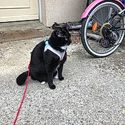 Lipsy a rejoint le concours — aidez-le/la à gagner de superbes lots ! animal, bicycle, bicycle_wheel, black_cat, cat, concrete, curious, daylight, door, harness, leash, outdoor, pet, pink, quiet, scooter, side_view, sitting, urban, wall