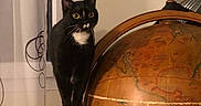 Lipsy participe au concours pour gagner de l'argent avec cette photo : animal, black_cat, cat, close_up, curiosity, curious, curtain, decor, feline, globe, home, indoor, perched, pet, soft_lighting, vintage_globe, white_spots, wide_eyes, window, wooden_ring