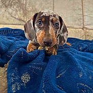 Baïa participe au concours pour gagner de l'argent avec cette photo : animal, black, blanket_texture, blue_blanket, brown, chewing, close_up, couch, cozy, cute, dachshund, dog, ears, fur, indoor, pet, portrait, puppy, tan, young_dog