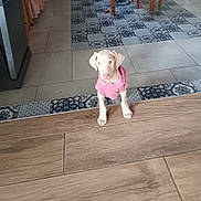 Altesse a rejoint le concours — aidez-le/la à gagner de superbes lots ! puppy, dog, pink_shirt, curious, floor, tile_floor, patterned_tiles, wooden_floor, indoor, home, furniture_legs, pet, small_dog, light_colored_dog, domestic_animal, cute, looking_up, standing, young_dog, canine