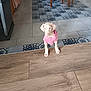 puppy, dog, pink_shirt, curious, floor, tile_floor, patterned_tiles, wooden_floor, indoor, home, furniture_legs, pet, small_dog, light_colored_dog, domestic_animal, cute, looking_up, standing, young_dog, canine
