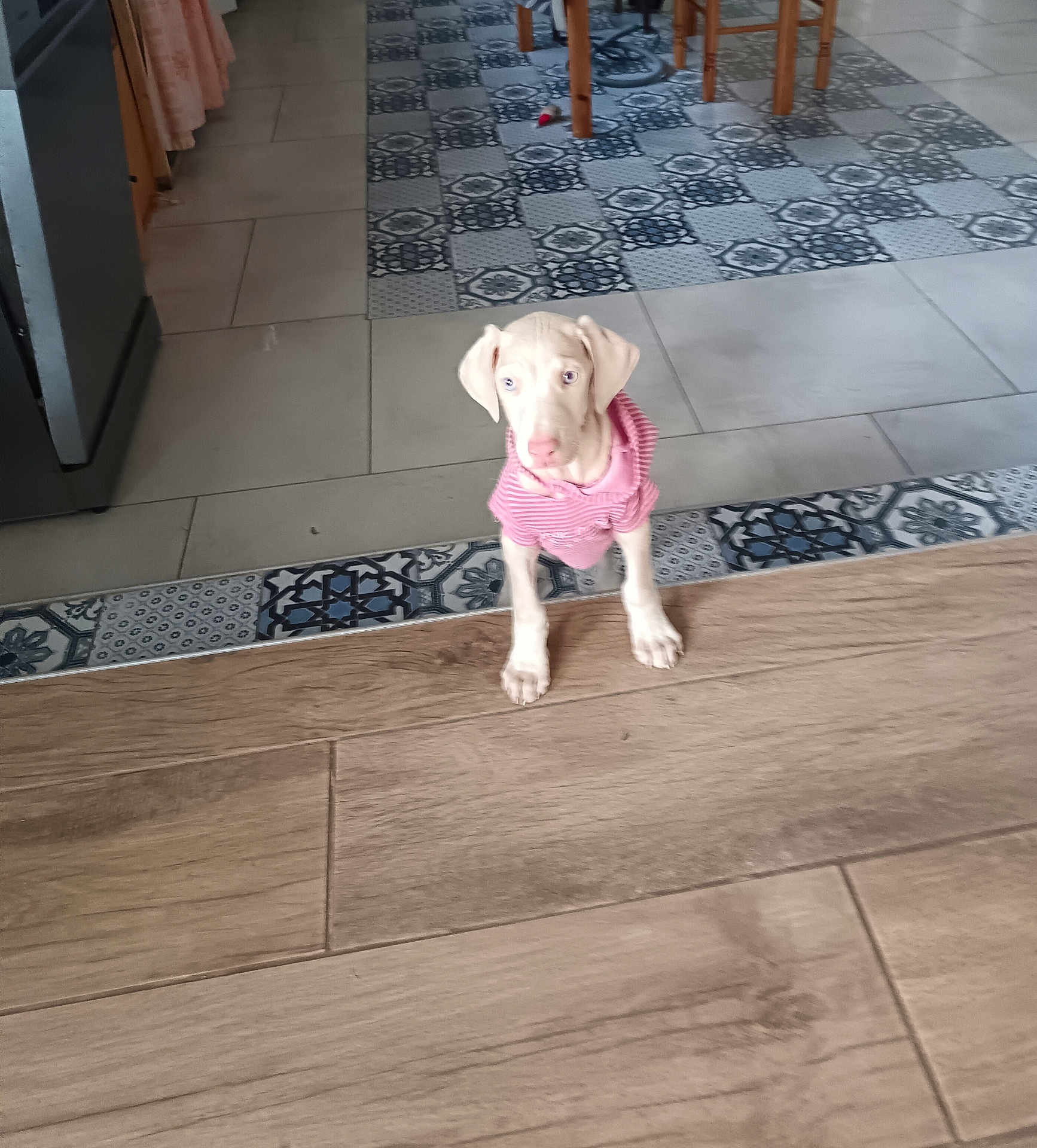 Altesse a rejoint le concours — aidez-le/la à gagner de superbes lots ! puppy, dog, pink_shirt, curious, floor, tile_floor, patterned_tiles, wooden_floor, indoor, home, furniture_legs, pet, small_dog, light_colored_dog, domestic_animal, cute, looking_up, standing, young_dog, canine