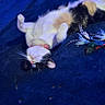 Boo-Boo is registered to the contest to win money with this photo: