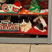 Boo-Boo is registered to the contest to win money with this photo: