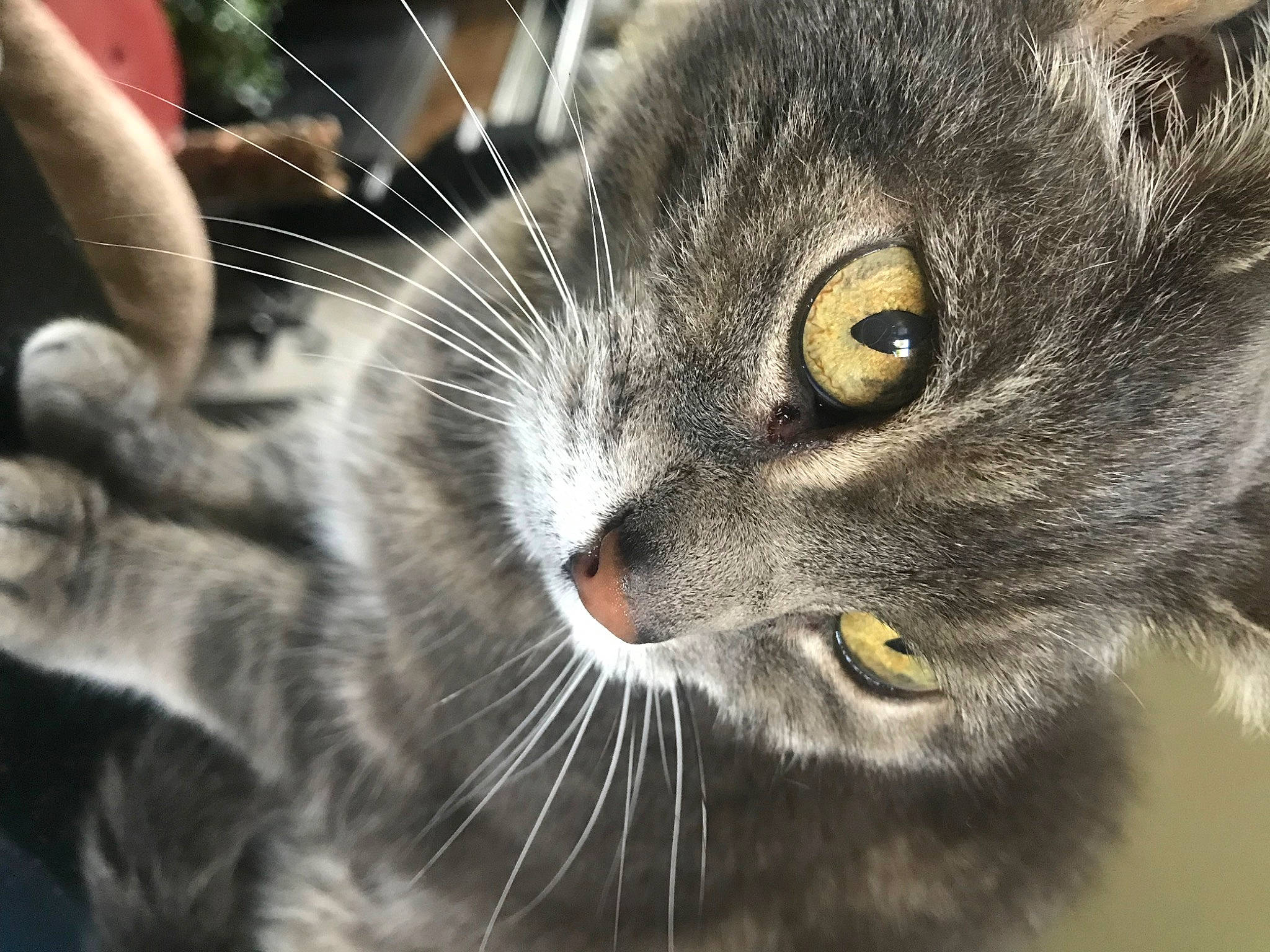 Minnie a rejoint le concours — aidez-le/la à gagner de superbes lots ! carnivore, cat, claw, close_up, curious, domestic_short_haired_cat, ear, felidae, fur, mammal, paw, small_to_medium_sized_cats, snout, terrestrial_animal, vertebrate, whiskers, wildlife, window