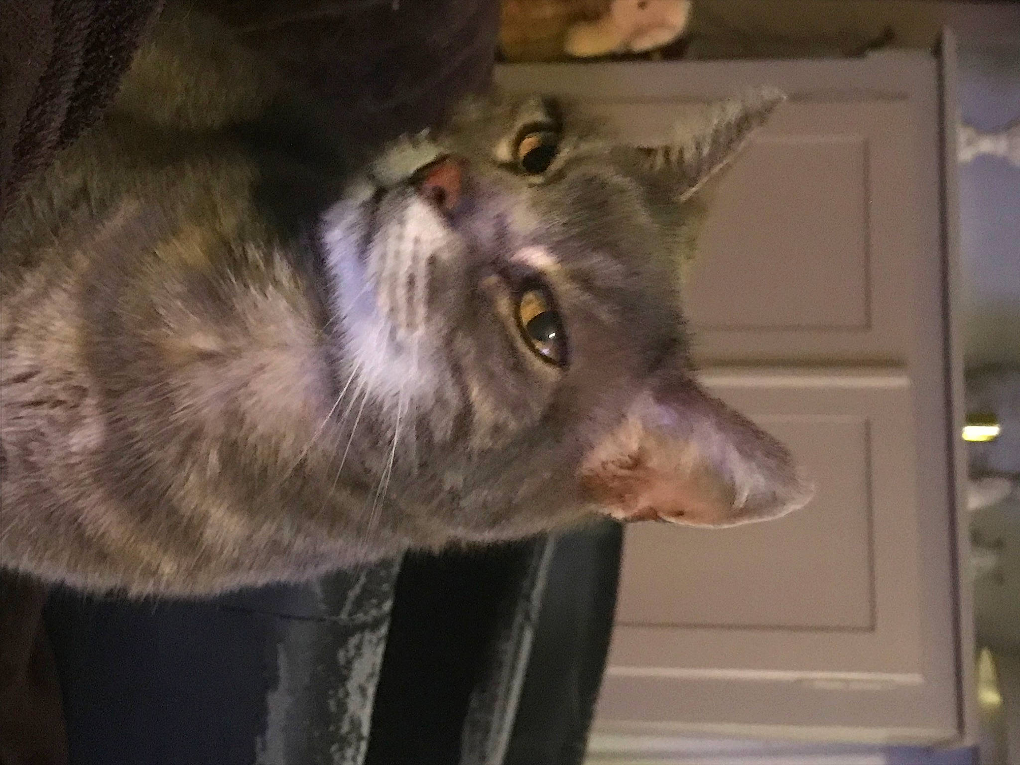 Minnie a rejoint le concours — aidez-le/la à gagner de superbes lots ! carnivore, cat, domestic_short_haired_cat, ear, fang, felidae, fur, small_to_medium_sized_cats, snout, whiskers