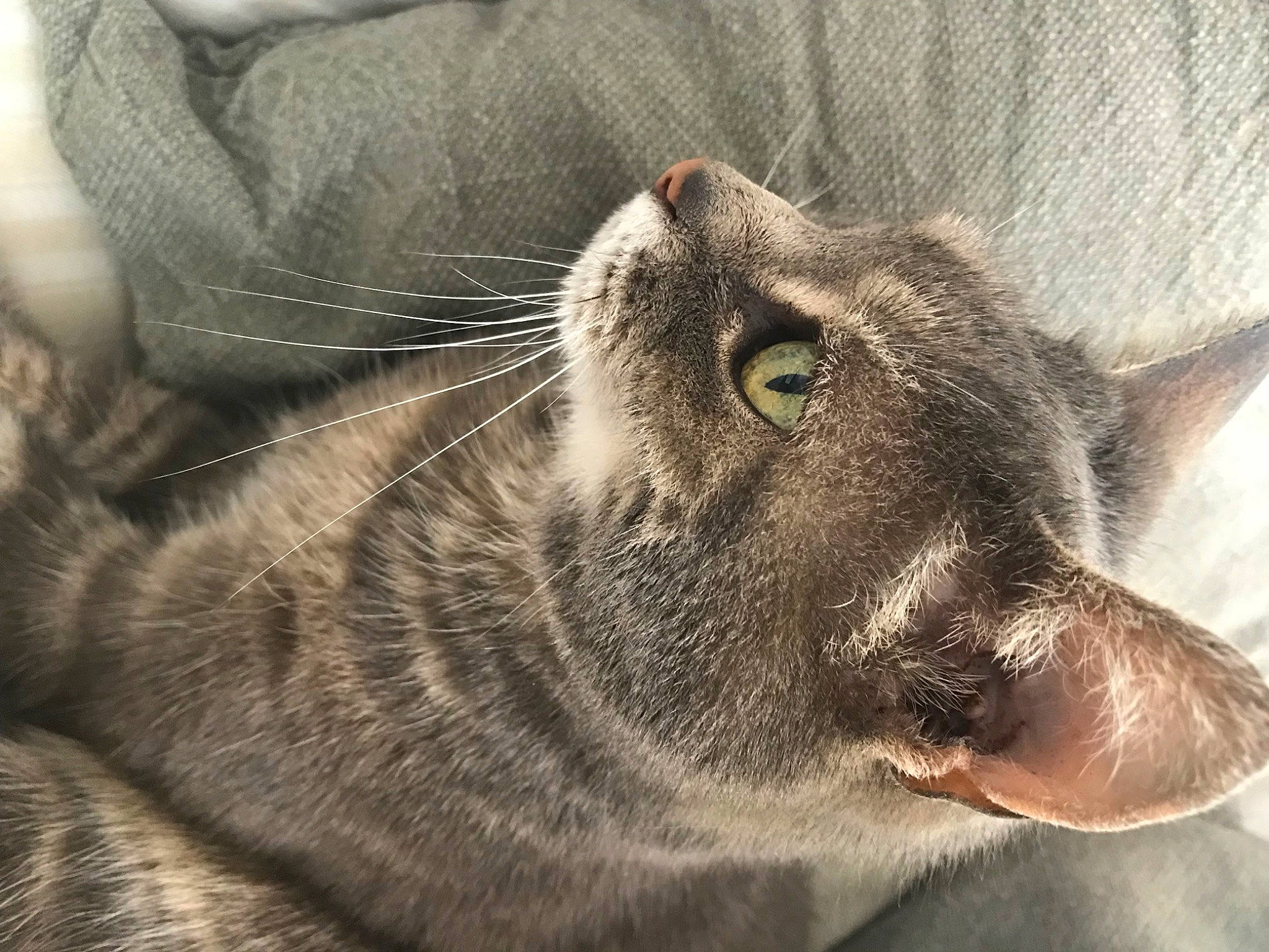 Minnie a rejoint le concours — aidez-le/la à gagner de superbes lots ! black_cat, carnivore, cat, chartreux, domestic_short_haired_cat, felidae, fur, grey, nap, paw, small_to_medium_sized_cats, snout, terrestrial_animal, whiskers