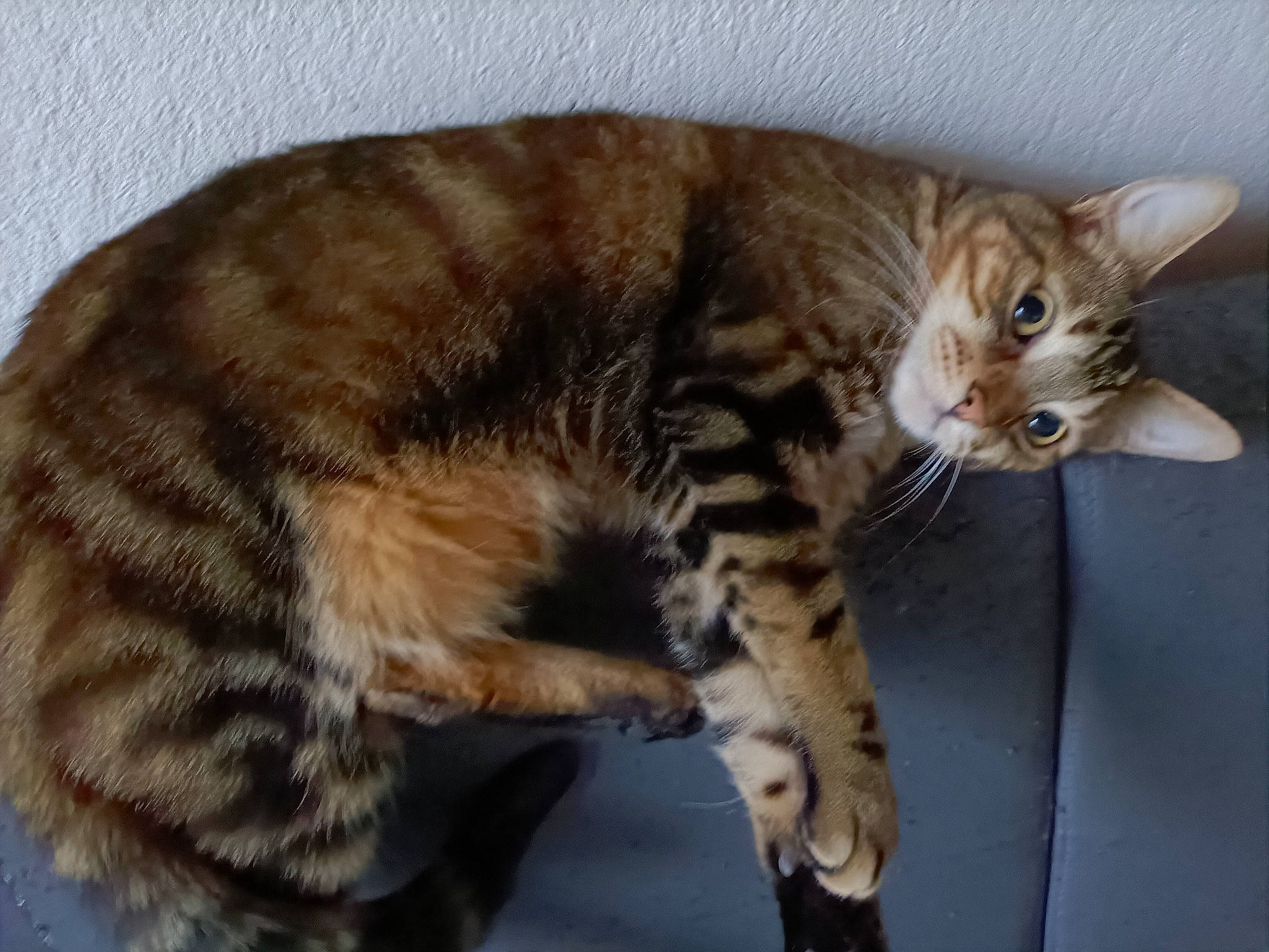 Sam a rejoint le concours — aidez-le/la à gagner de superbes lots ! bed, carnivore, cat, cat_supply, claw, comfort, domestic_short_haired_cat, eye, fawn, felidae, foot, fur, paw, pet_supply, sitting, small_to_medium_sized_cats, snout, tail, terrestrial_animal, whiskers