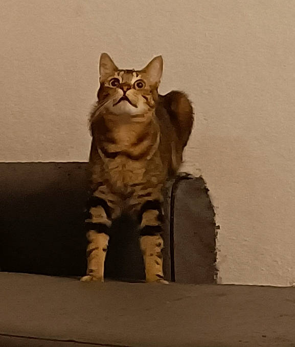 Sam a rejoint le concours — aidez-le/la à gagner de superbes lots ! art, artifact, carnivore, cat, cone, domestic_short_haired_cat, fawn, felidae, fur, metal, paw, sculpture, small_to_medium_sized_cats, snout, statue, tail, terrestrial_animal, visual_arts, whiskers, wood