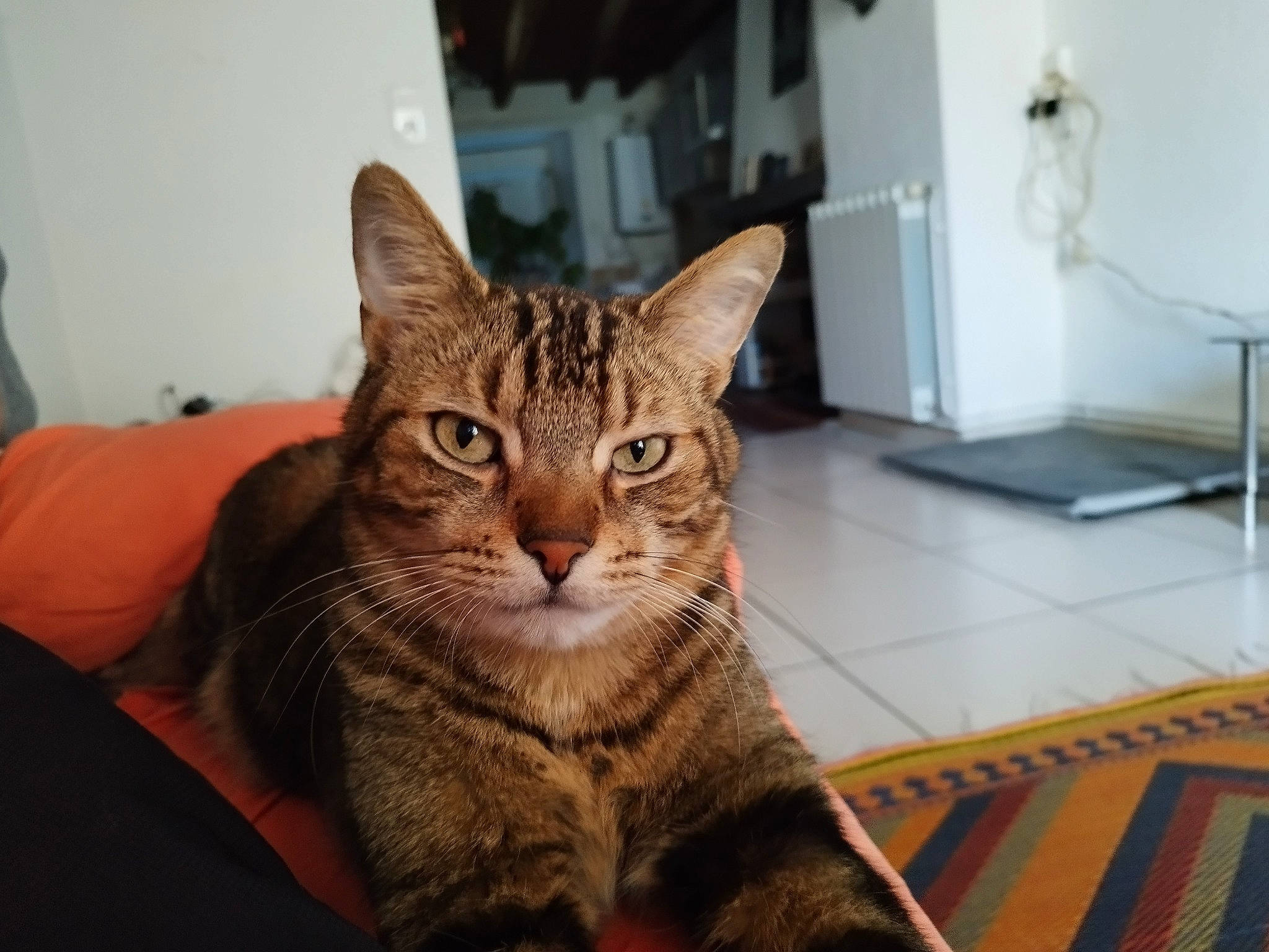 Sam participe au concours pour gagner de l'argent avec cette photo : carnivore, cat, comfort, domestic_short_haired_cat, felidae, flooring, fur, hardwood, kitchen_appliance, paw, refrigerator, sitting, small_to_medium_sized_cats, snout, tail, terrestrial_animal, whiskers, wood