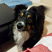 Flush a rejoint le concours — aidez-le/la à gagner de superbes lots ! animal, black_fur, blanket, brown_fur, closeup, companion, cute, dog, domestic, ears, floor, fur, furniture, indoor, looking_up, pet, snout, table, tile, white_fur