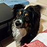 animal, black_fur, blanket, brown_fur, closeup, companion, cute, dog, domestic, ears, floor, fur, furniture, indoor, looking_up, pet, snout, table, tile, white_fur