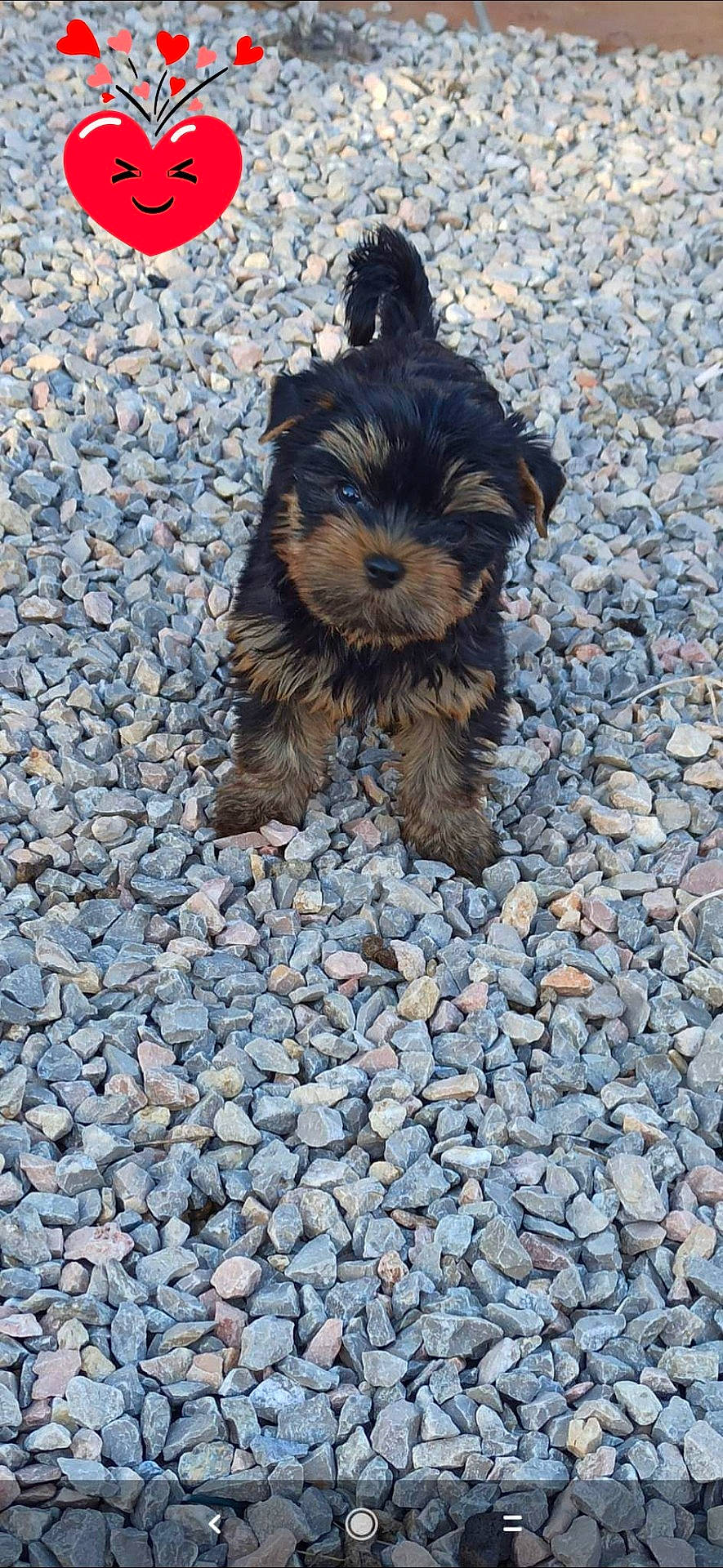 Twinny a rejoint le concours — aidez-le/la à gagner de superbes lots ! animal, ball, canine, dog, face, football, head, pebble, person, pet, photography, portrait, puppy, road, rock, slate, soccer, soccerball, soil, terrier