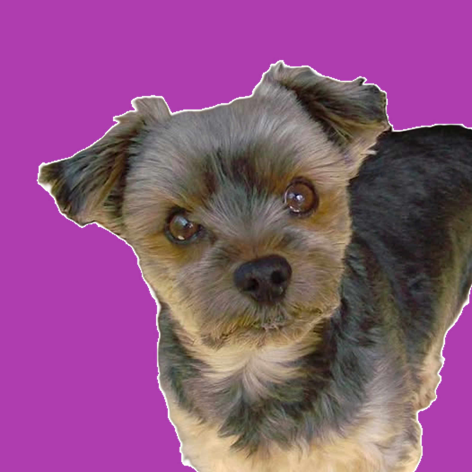 Loup a rejoint le concours — aidez-le/la à gagner de superbes lots ! dog, small_dog, cute, fluffy, pet, animal, portrait, face, ears, fur, brown, black, white, closeup, isolated, background, purple_background, looking, curious, companion